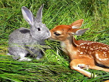 Desenhos de Deer Cub and Rabbit Jigsaw Puzzle para colorir