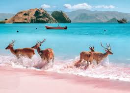 Desenhos de Deer on the Beach Jigsaw Puzzle para colorir