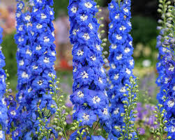 Delphinium Aurora Blue Flowers Jigsaw Puzzle