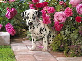 Dog In The Garden Jigsaw Puzzle