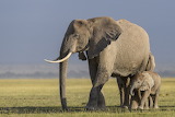 Desenhos de Elephants in Wildlife Jigsaw Puzzle para colorir
