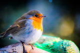 Desenhos de European Robin Bird Jigsaw Puzzle para colorir