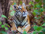 Desenhos de Female Bengal Tiger, India Jigsaw Puzzle para colorir