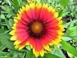 Firewheel Flower Jigsaw Puzzle