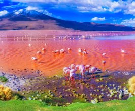 Flamingos in Bolivia Jigsaw Puzzle
