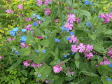 Desenhos de Fleur Sauvage (Wildflower) Jigsaw Puzzle para colorir