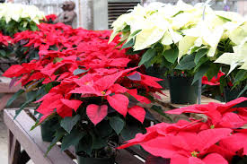 Desenhos de Fresh Poinsettia Jigsaw Puzzle para colorir