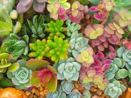 Desenhos de Fresh Succulents Jigsaw Puzzle para colorir