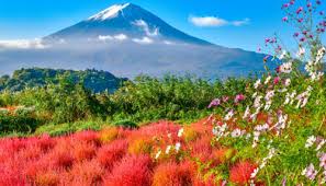 Desenhos de Fuji Blooms Jigsaw Puzzle para colorir