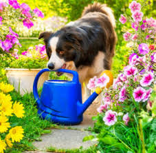 Gardener Dog Jigsaw Puzzle