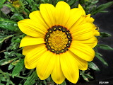 Gazania Flower Jigsaw Puzzle
