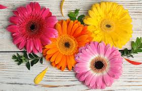 Gerbera Daisies Jigsaw Puzzle