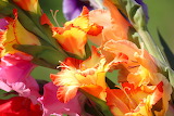 Gladiolus Flower Jigsaw Puzzle