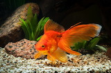 Goldfish Jigsaw Puzzle