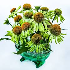 Green Coneflowers Jigsaw Puzzle