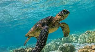 Desenhos de Green Sea Turtle Jigsaw Puzzle para colorir