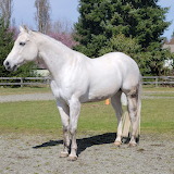 Grey AQHA Horse Jigsaw Puzzle