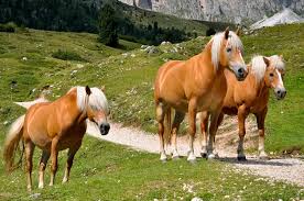 Desenhos de Haflinger Mountain Horses Jigsaw Puzzle para colorir