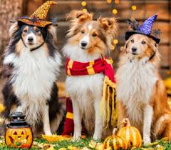 Desenhos de Halloween Pups Jigsaw Puzzle para colorir