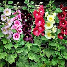 Hollyhock Mixed Color Flowers Jigsaw Puzzle
