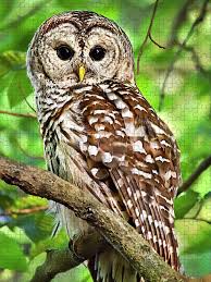 Hoot Owl Jigsaw Puzzle