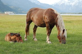 Desenhos de Horse and Foal Jigsaw Puzzle para colorir