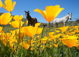 Desenhos de Horses Behind Flowers Jigsaw Puzzle para colorir