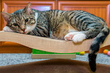 Desenhos de House Cat Jigsaw Puzzle para colorir