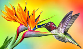 Desenhos de Kinds of Birds Jigsaw Puzzle para colorir