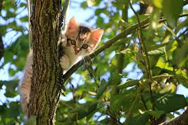 Kitty in the Tree Jigsaw Puzzle