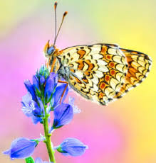 Desenhos de Knapweed Fritillary Butterfly Jigsaw Puzzle para colorir