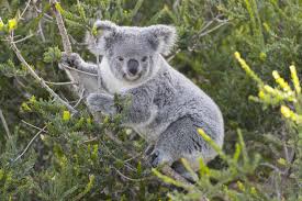 Desenhos de Koala Wildlife Jigsaw Puzzle para colorir
