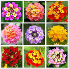 Lantana Flowers Jigsaw Puzzle