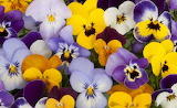Lavender Pansies Jigsaw Puzzle
