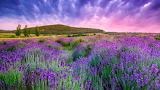 Desenhos de Lavender Wildflowers Field Jigsaw Puzzle para colorir