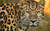 Leopard Jigsaw Puzzle