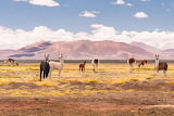 Desenhos de Llamas in Atacama Desert Jigsaw Puzzle para colorir