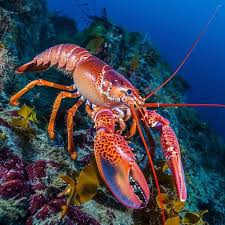 Desenhos de Lobster Underwater Jigsaw Puzzle para colorir