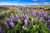 Lupine Flowers Jigsaw Puzzle