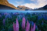 Desenhos de Lupines Flower in the Fiordland Valley Jigsaw Puzzle para colorir