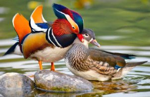 Desenhos de Mandarin Duck Pair Jigsaw Puzzle para colorir