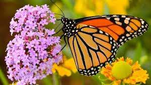 Desenhos de Monarch and Flower Jigsaw Puzzle para colorir