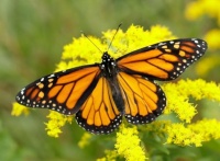 Desenhos de Monarch Butterfly and Canada Goldenrod Jigsaw Puzzle para colorir