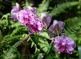 Nature Orchids Flower Jigsaw Puzzle 2