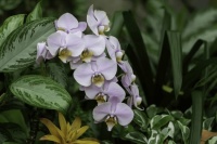 Nature Orchids Flower Jigsaw Puzzle