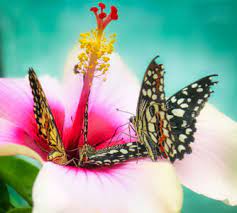 Nectar Feast Butterflies Jigsaw Puzzle