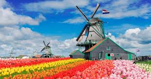 Desenhos de Netherlands Windmill over Tulip Fields Jigsaw Puzzle para colorir