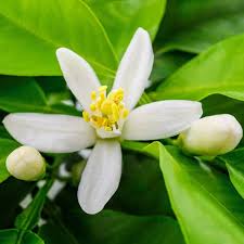 Orange Blossom Jigsaw Puzzle