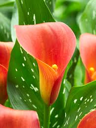 Orange Calla Lily Flower Jigsaw Puzzle