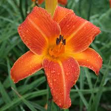 Desenhos de Orange Daylily Flower Jigsaw Puzzle para colorir